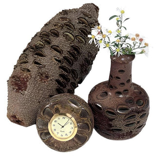 Banksia Nuts