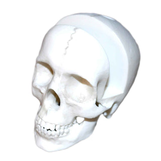 3D Printed Skull Business Card & Pen Holder