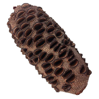 Banksia Nuts