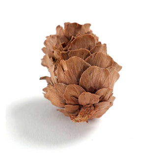 Mini Pine Cones for Resin Casting